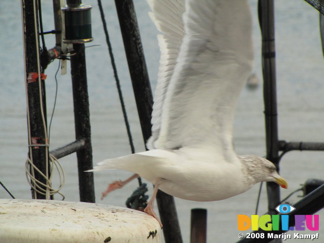 SX00459 Seagull taking off [Herring Gull - Larus Argentatus]